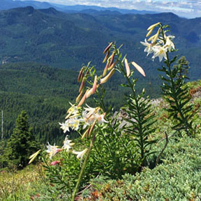 coffin mountain lillies graphic